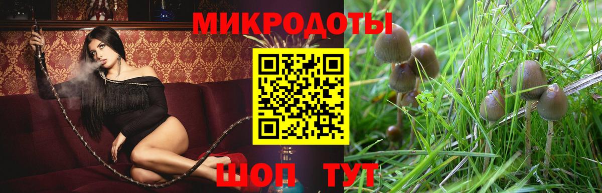 Псилоцибиновые грибы Psilocybe Выборг