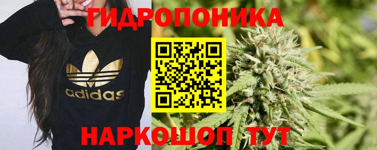 Конопля индика  Каннабис индика  Вход с VPN  Выборг 